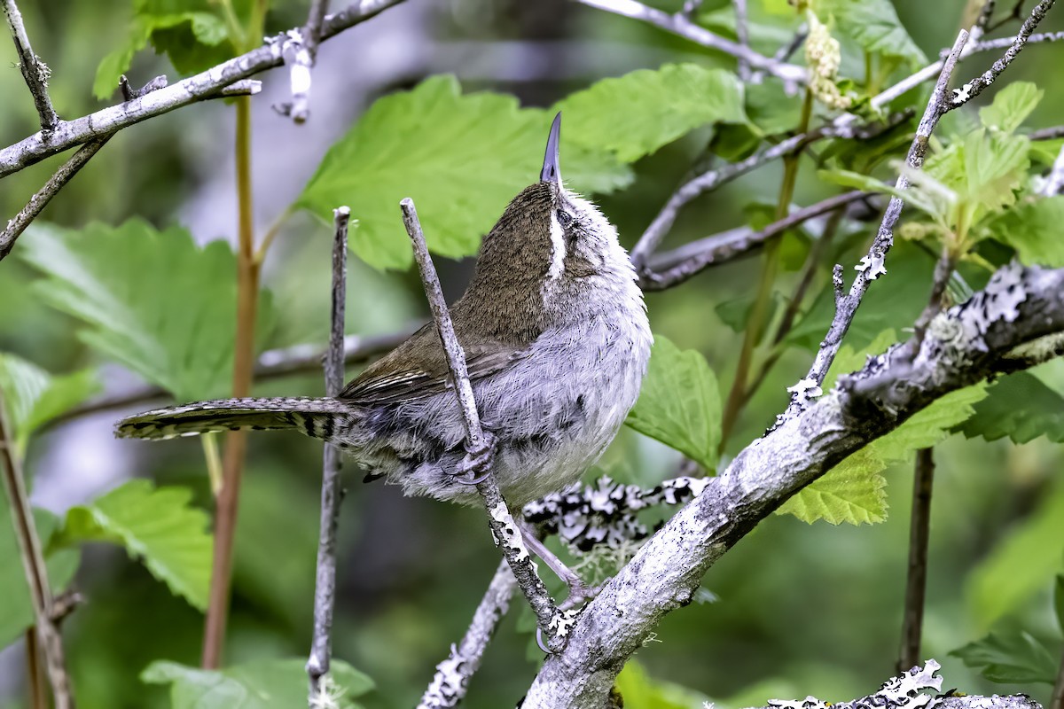 Troglodyte de Bewick - ML644861009