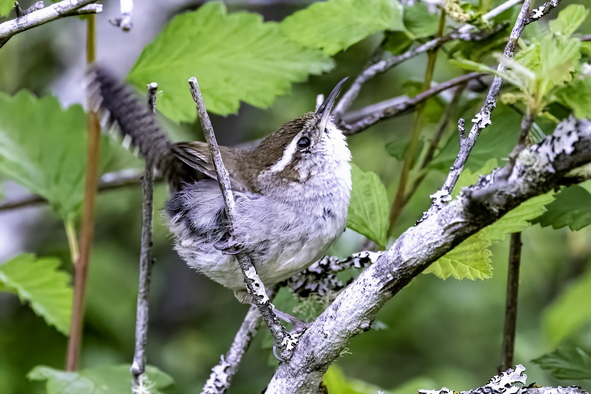 Troglodyte de Bewick - ML644861012