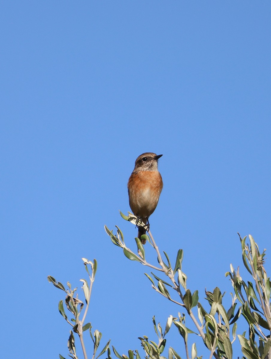 European Stonechat - ML644861013
