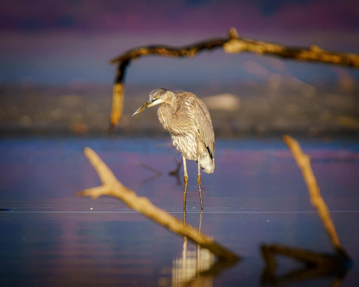 Great Blue Heron - ML644861014
