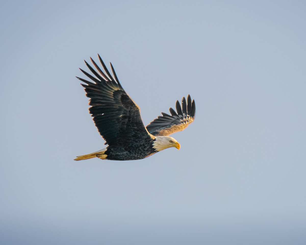 Bald Eagle - ML644861016