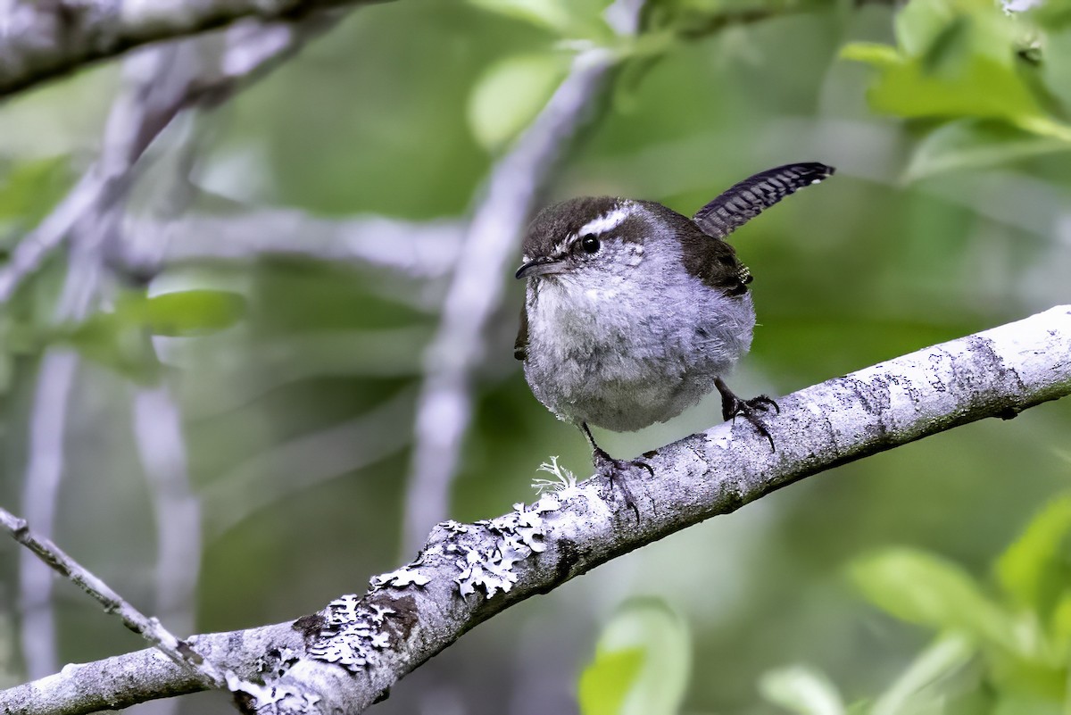 Troglodyte de Bewick - ML644861017