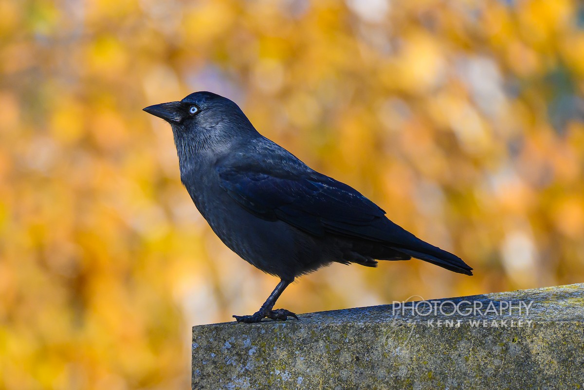 Eurasian Jackdaw - ML644861021