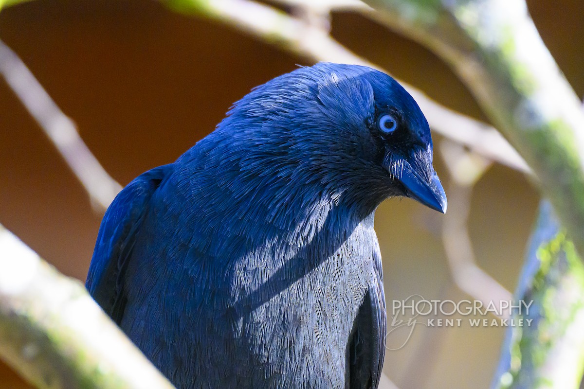 Eurasian Jackdaw - ML644861022