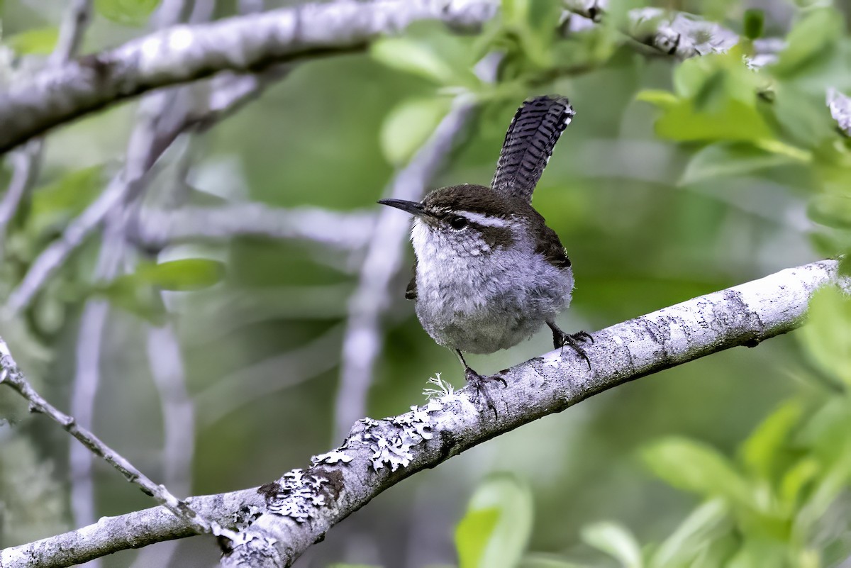 Troglodyte de Bewick - ML644861023