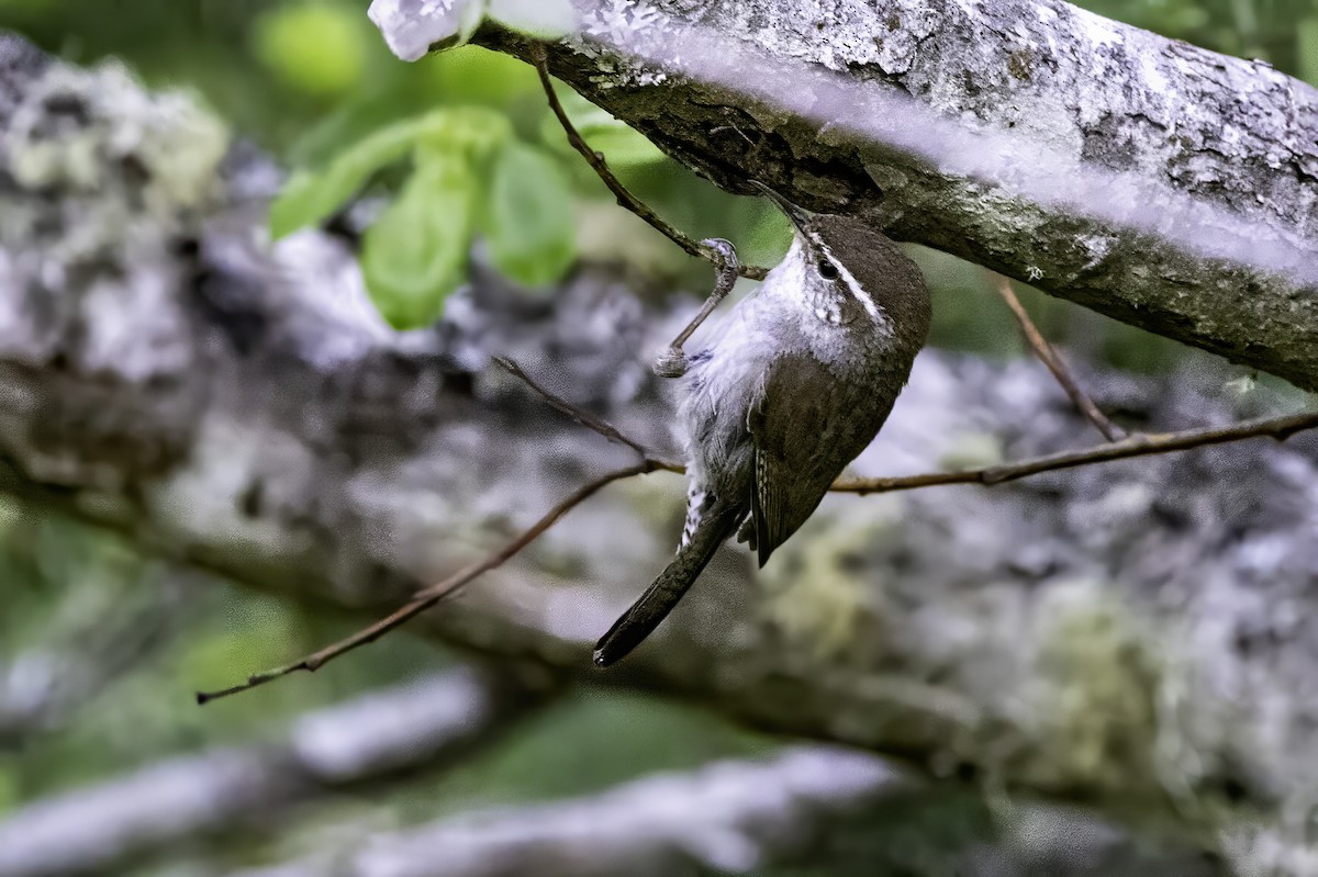 Troglodyte de Bewick - ML644861030