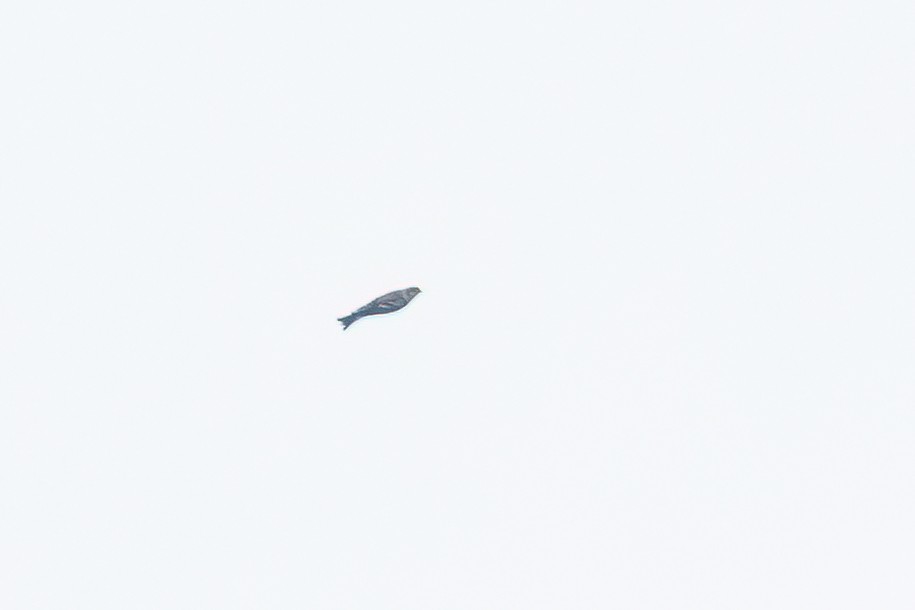 Lapland Longspur - ML644861031