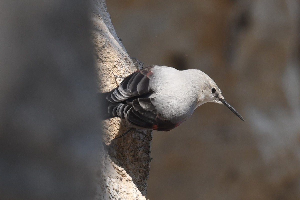 zedníček skalní - ML644861033