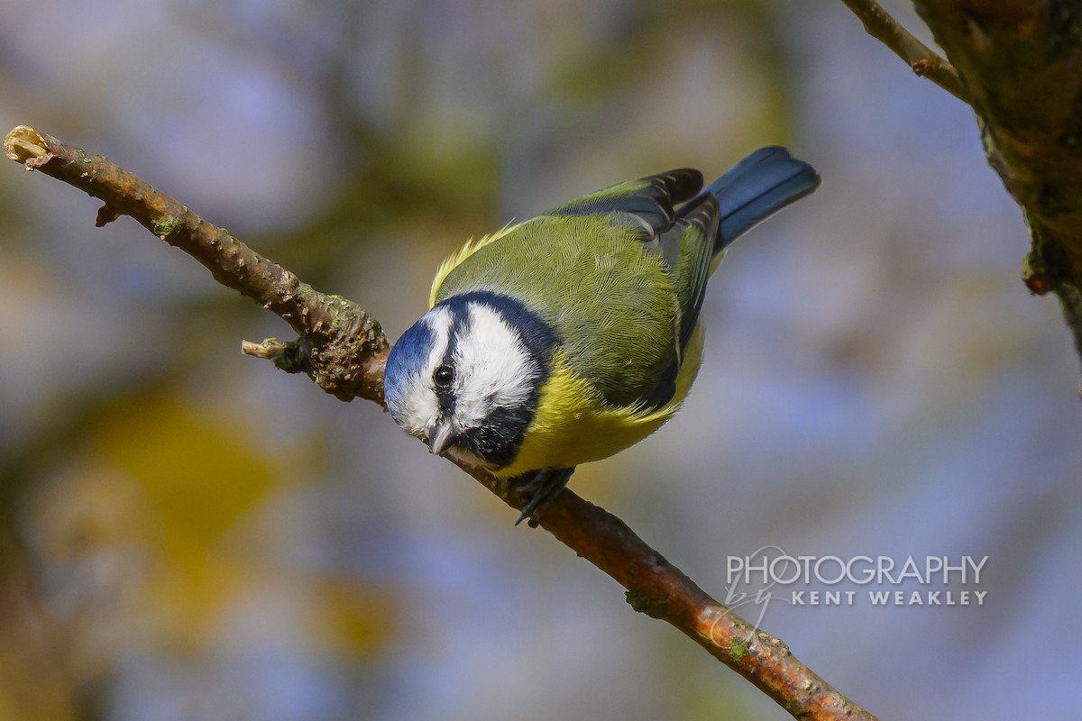 Herrerillo Común - ML644861035