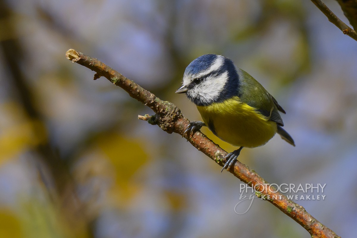 Herrerillo Común - ML644861036