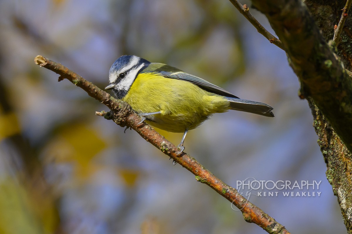 Herrerillo Común - ML644861037