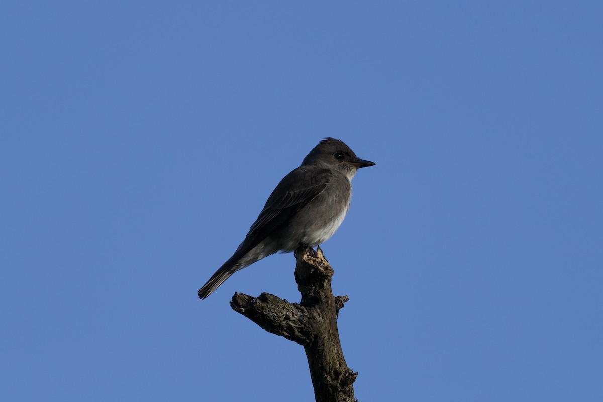 ナキヒタキモドキ - ML644861039