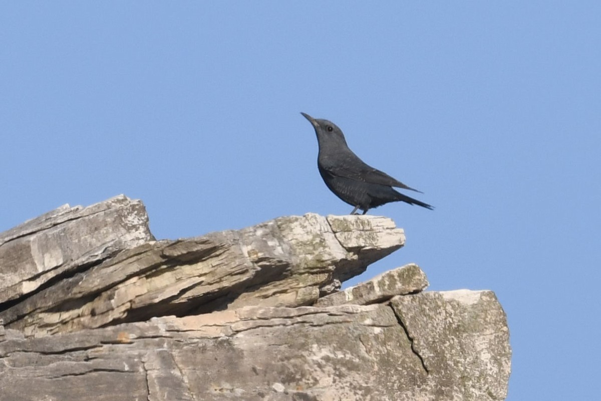 skalník modrý - ML644861040