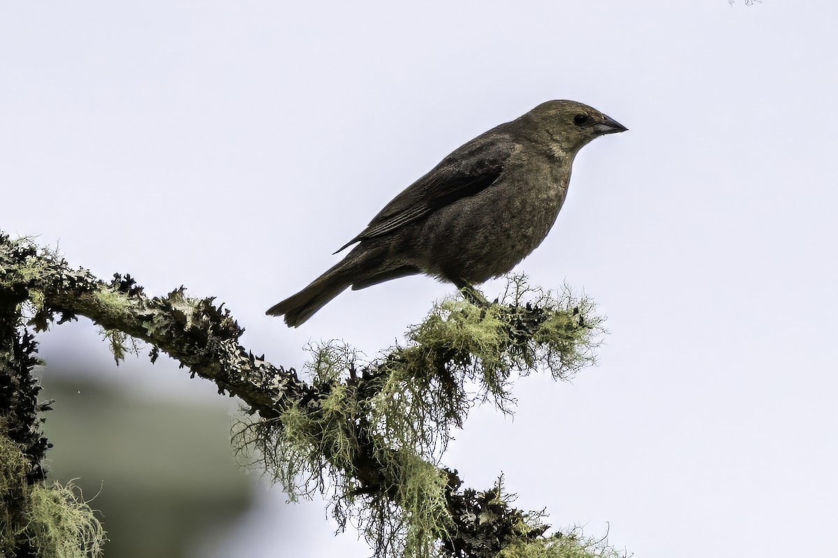 Коровий трупиал, буроголовый желтушник - ML644861046
