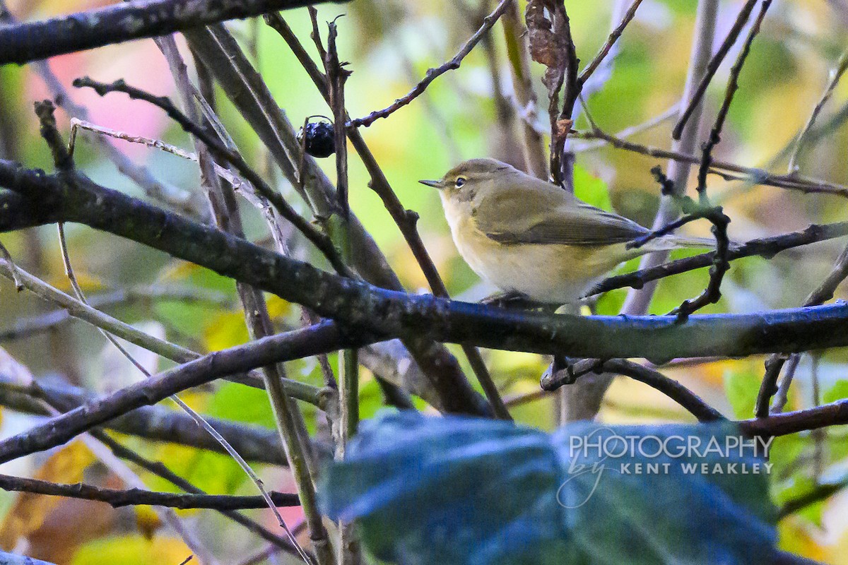 Common Chiffchaff (Common) - ML644861047