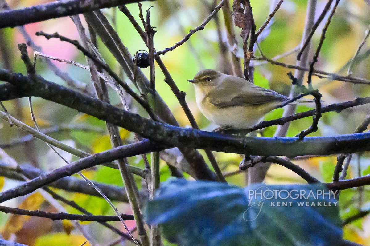 Common Chiffchaff (Common) - ML644861048