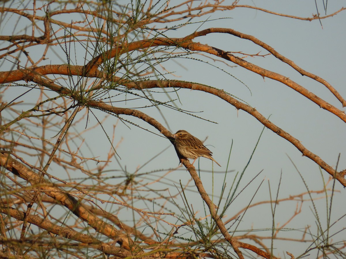 Savannah Sparrow - ML644861049