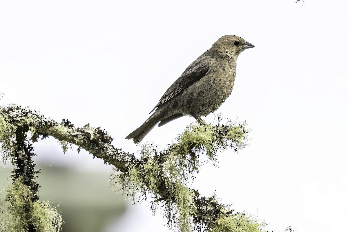 Коровий трупиал, буроголовый желтушник - ML644861050