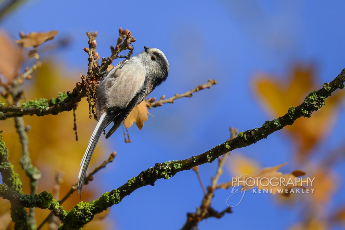 Long-tailed Tit (europaeus Group) - ML644861054