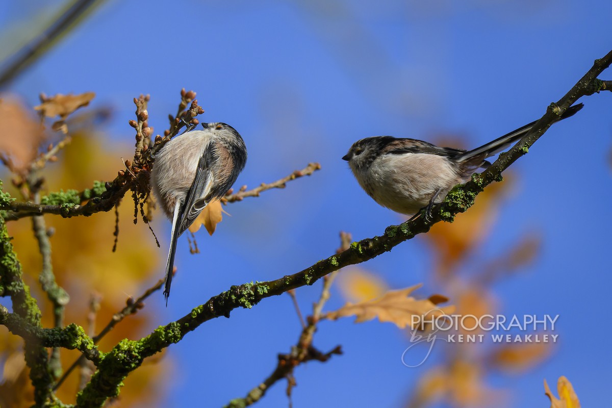 Long-tailed Tit (europaeus Group) - ML644861055