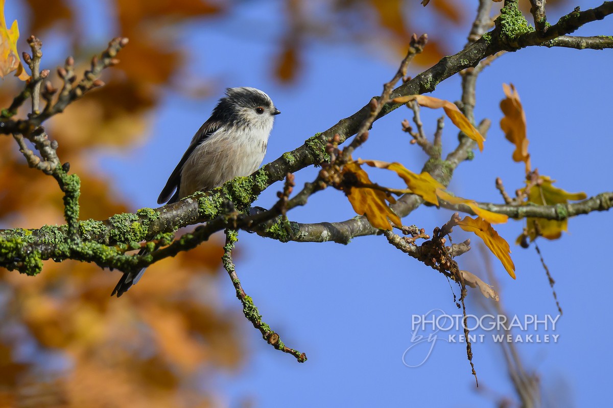 Long-tailed Tit (europaeus Group) - ML644861057