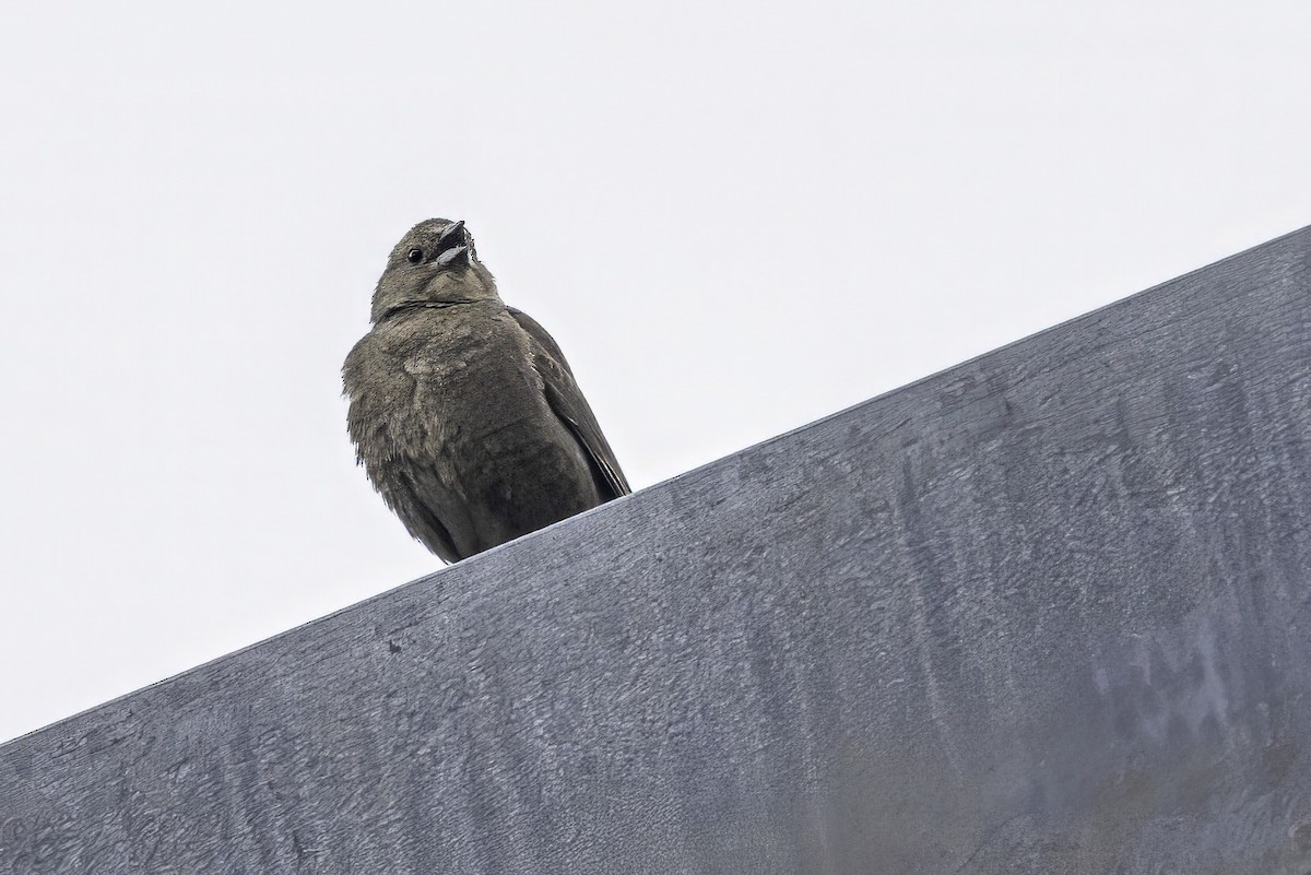 Коровий трупиал, буроголовый желтушник - ML644861058