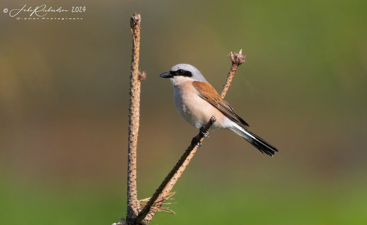 Red-backed Shrike - ML644861068