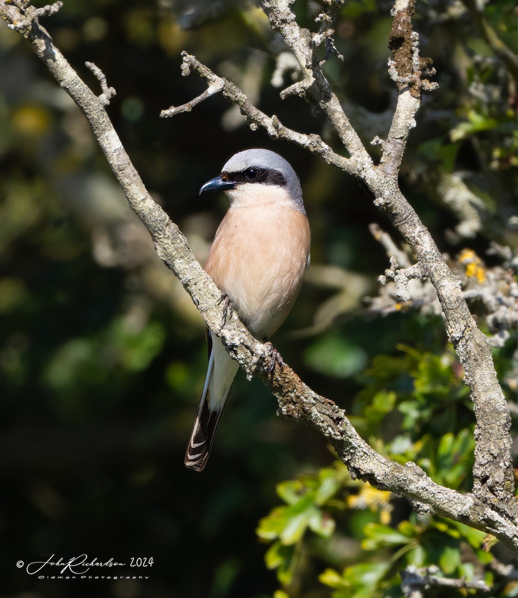 Red-backed Shrike - ML644861069