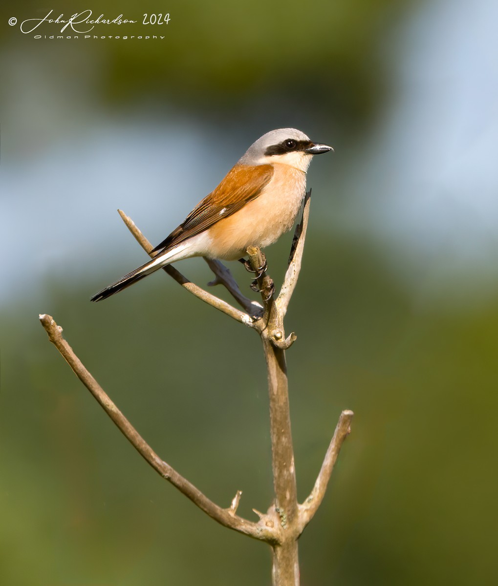 Red-backed Shrike - ML644861070