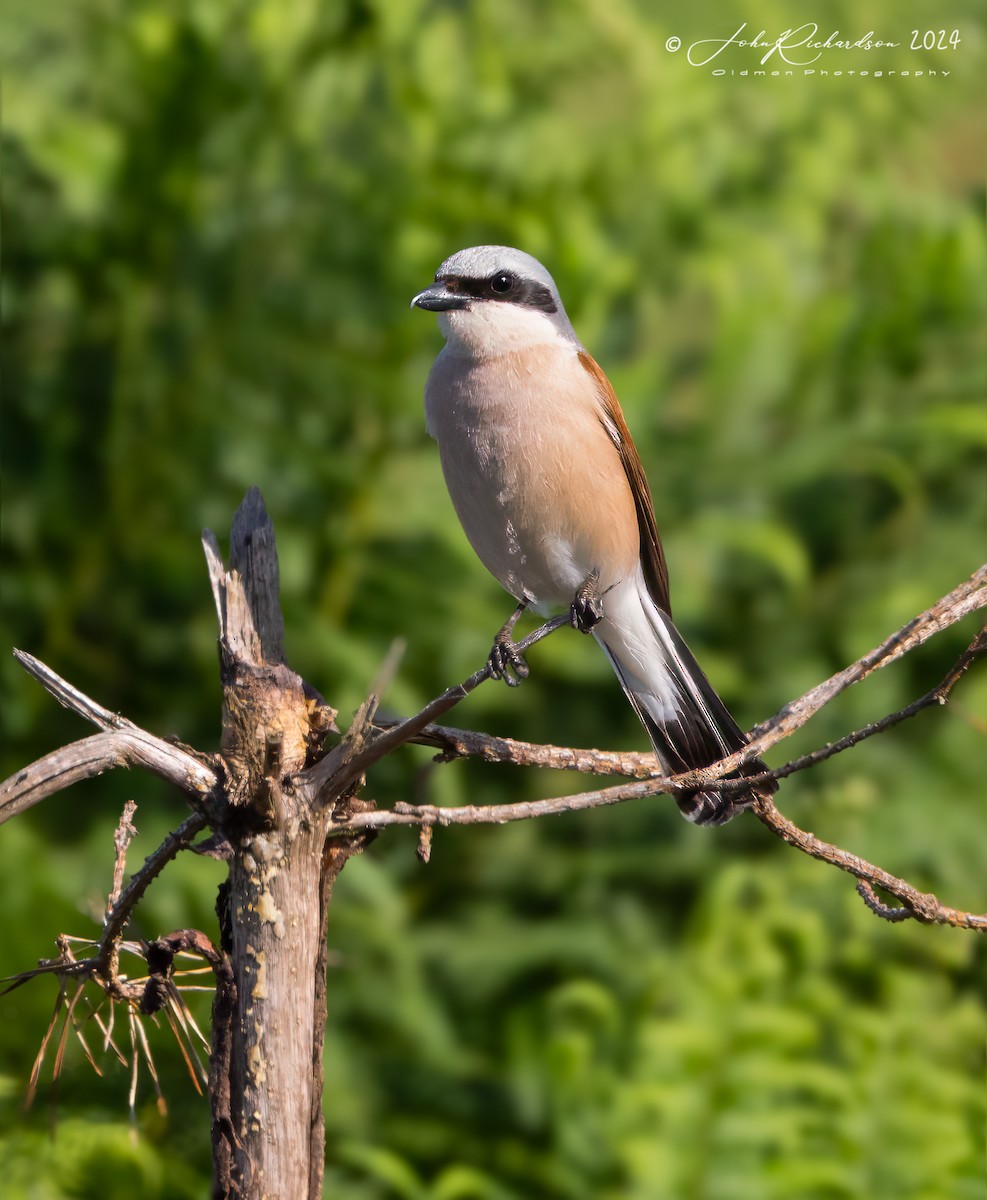Red-backed Shrike - ML644861071