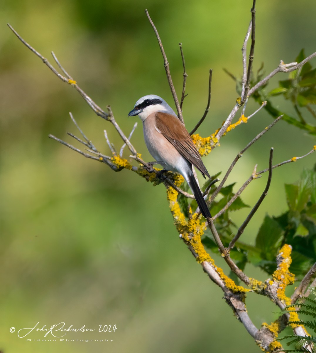 Red-backed Shrike - ML644861072
