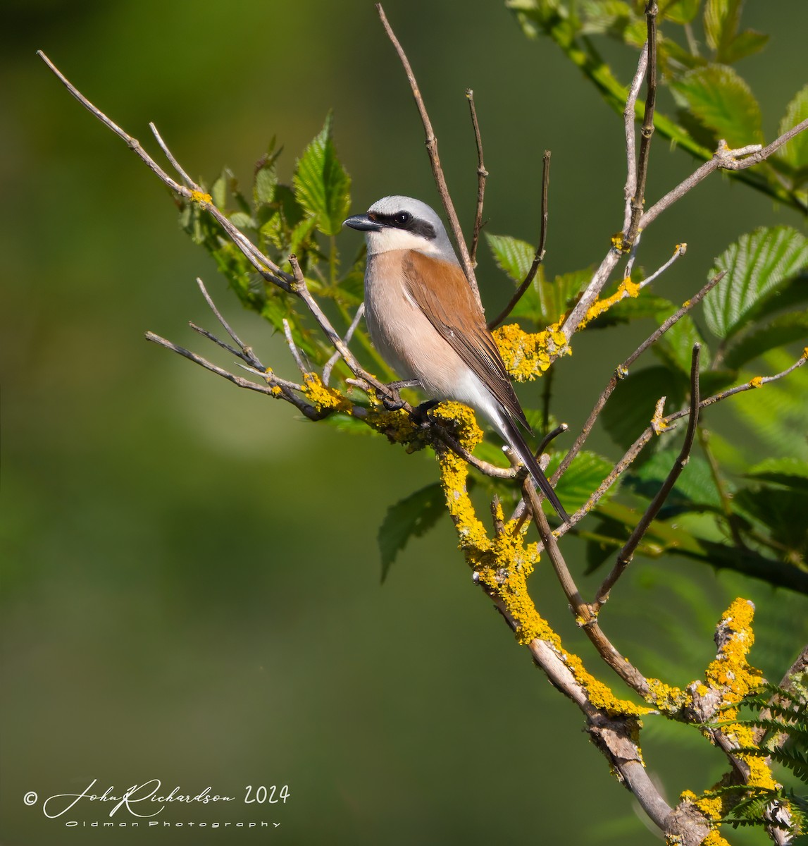 Red-backed Shrike - ML644861073