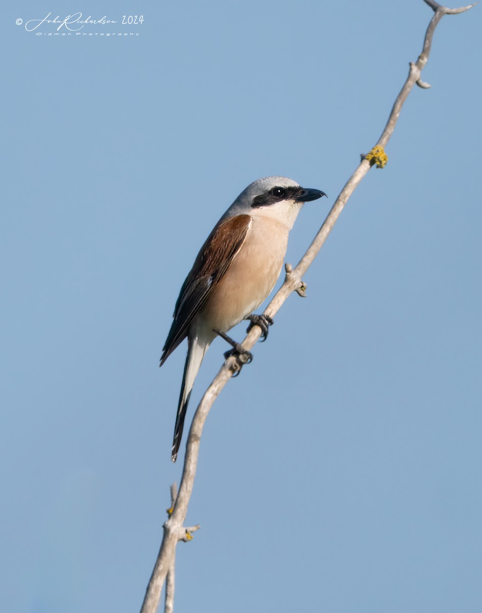 Red-backed Shrike - ML644861074