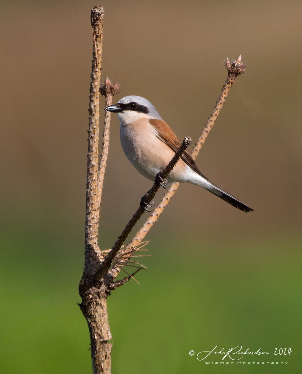 Red-backed Shrike - ML644861075