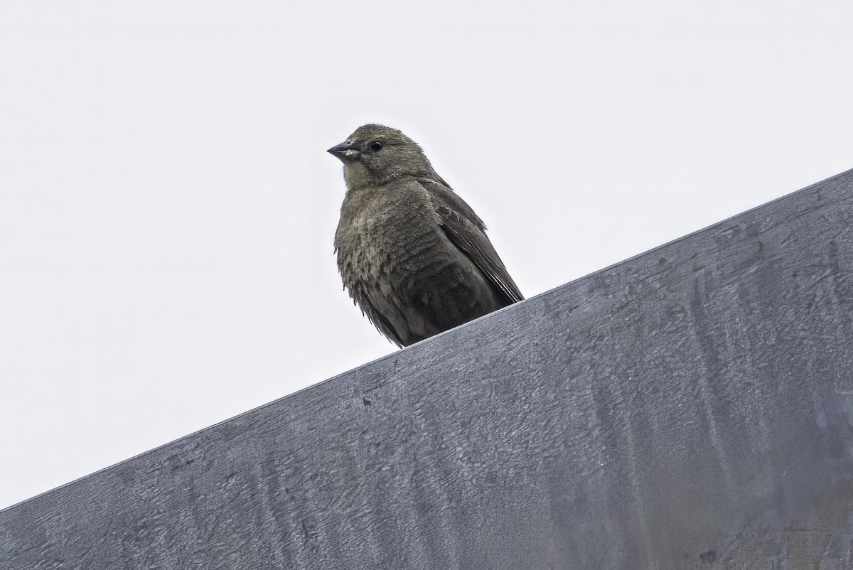 Коровий трупиал, буроголовый желтушник - ML644861076