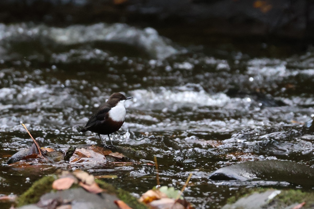 skorec vodní - ML644861080