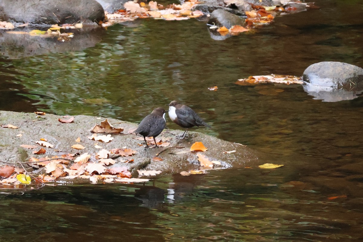 skorec vodní - ML644861081