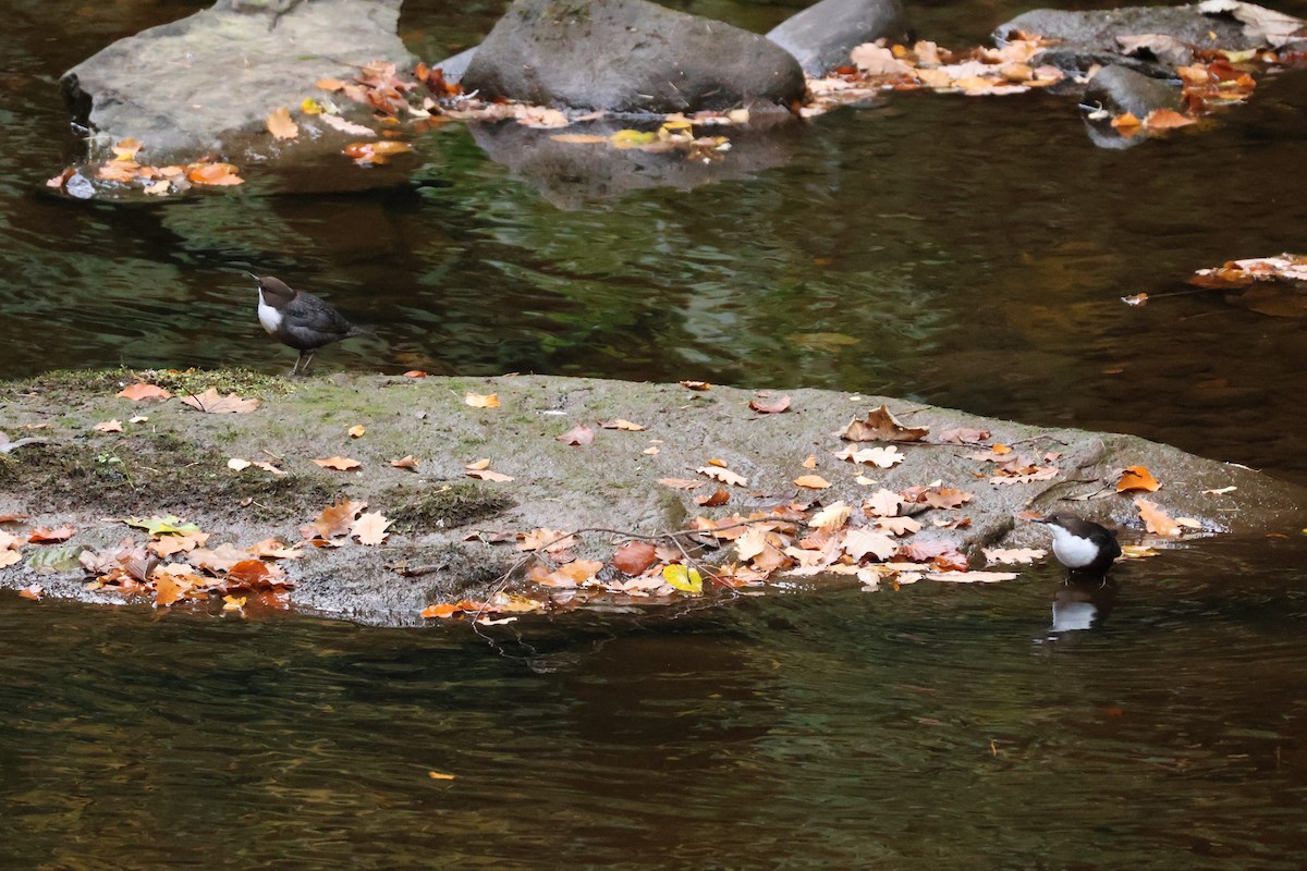 skorec vodní - ML644861082