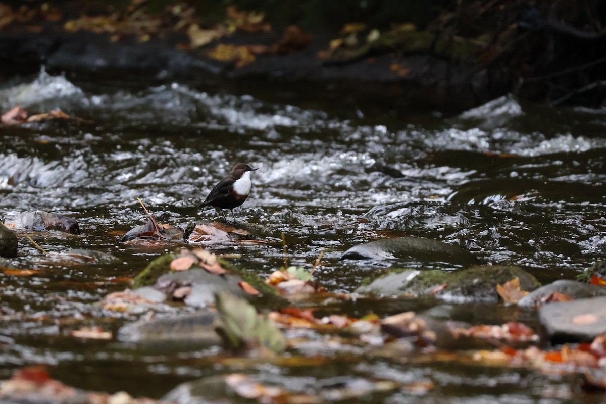 skorec vodní - ML644861083