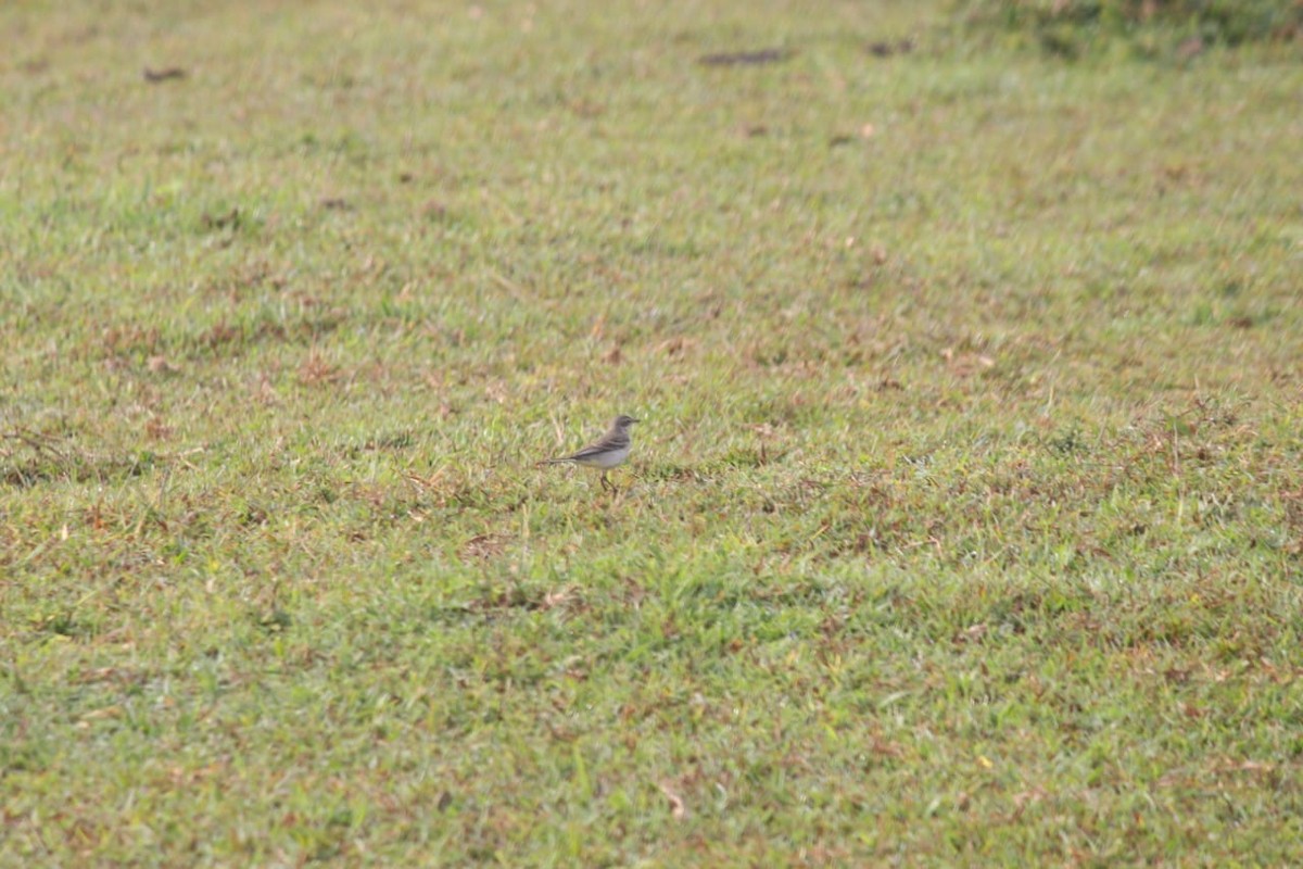 Өрнийн/Дорнын шар цэгцгий - ML644861084