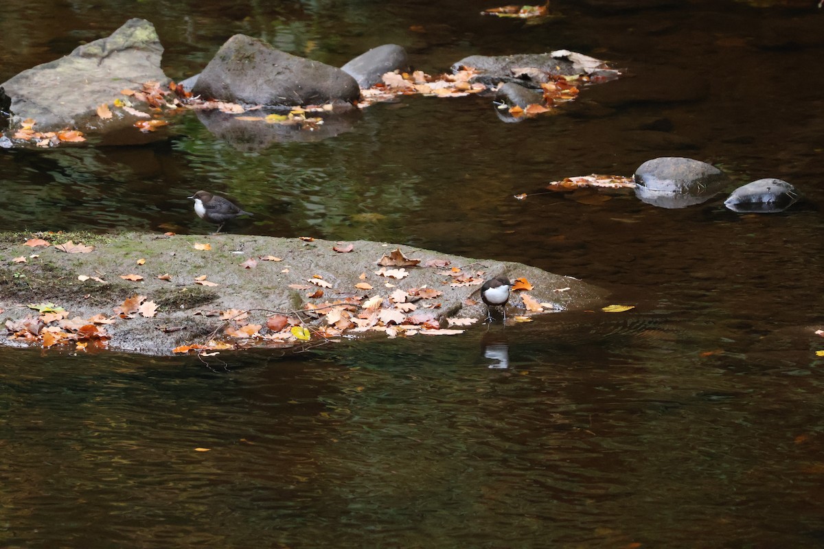 skorec vodní - ML644861085