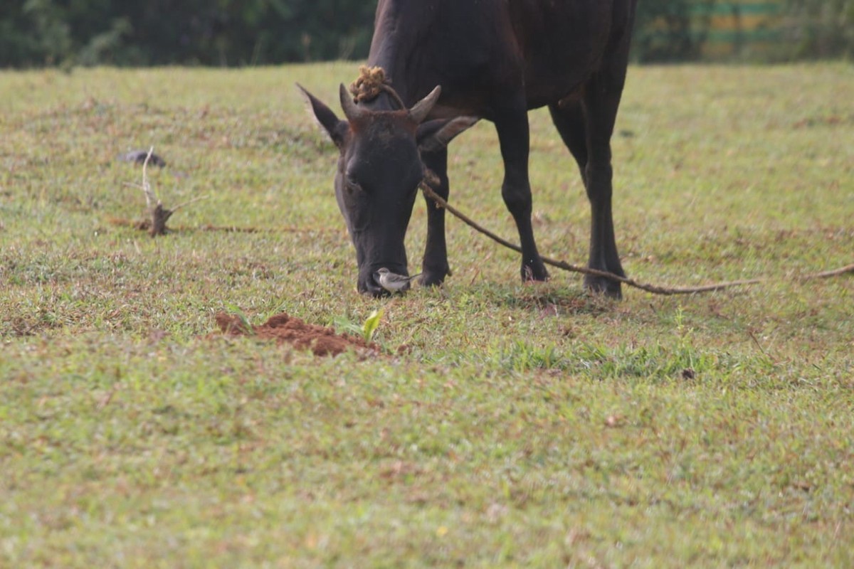 Өрнийн/Дорнын шар цэгцгий - ML644861086