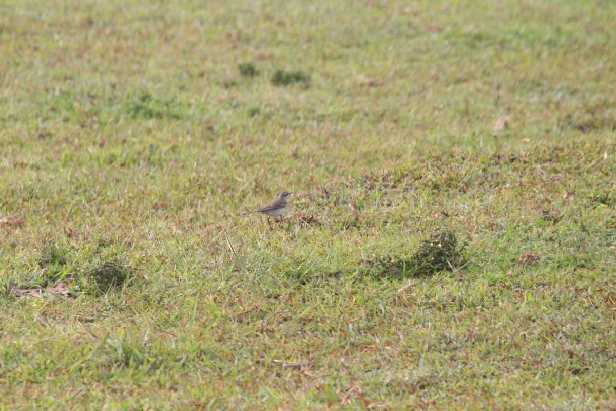 Өрнийн/Дорнын шар цэгцгий - ML644861087