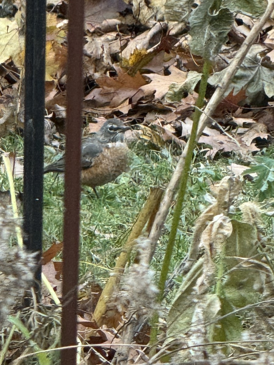 American Robin - ML644861089