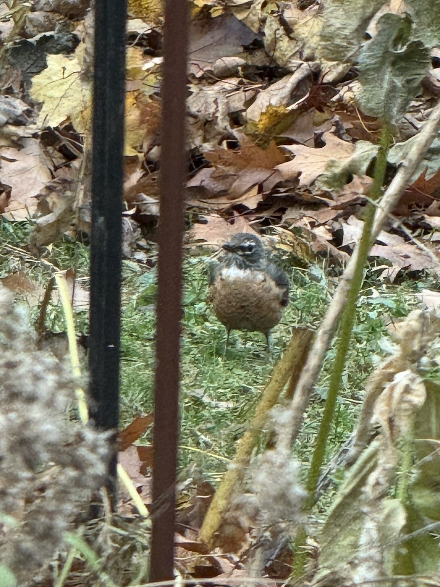 American Robin - ML644861090
