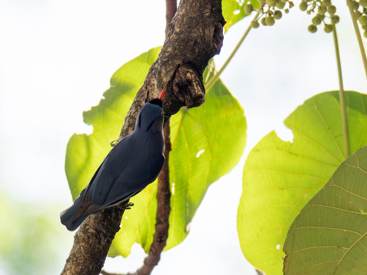 Velvet-fronted Nuthatch - ML644861095
