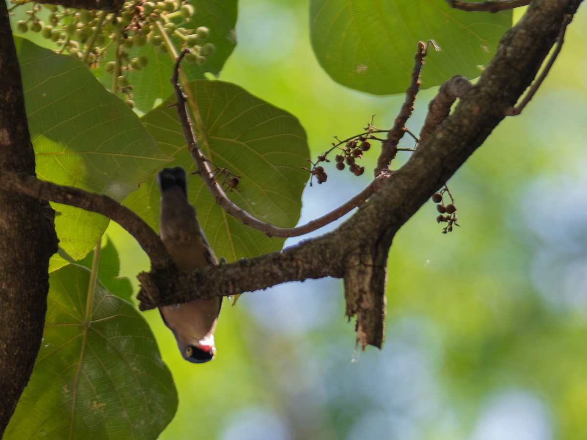 Velvet-fronted Nuthatch - ML644861096