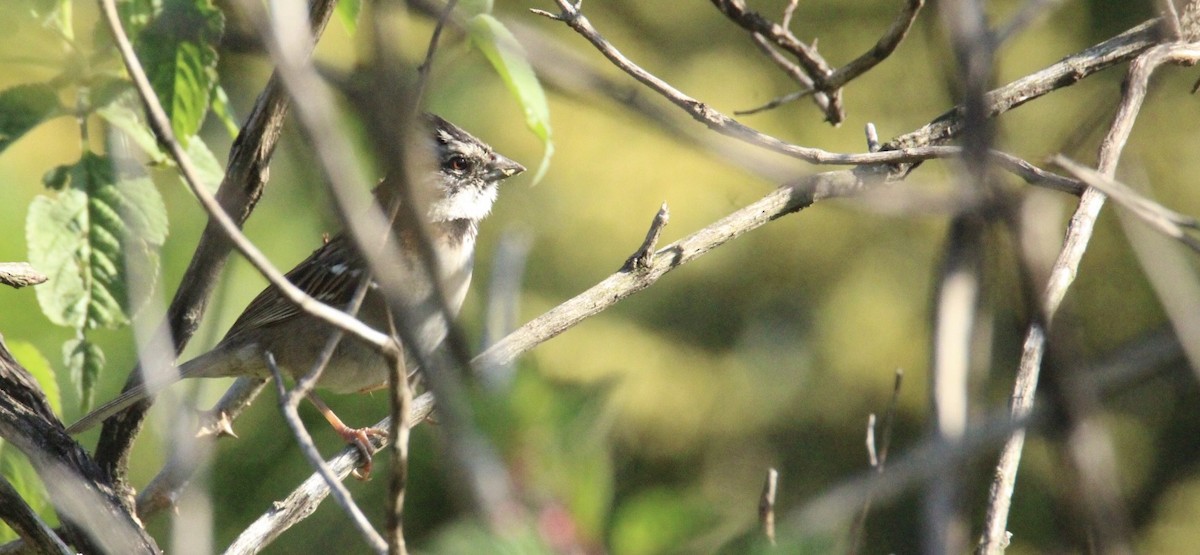 Morgenammer - ML644861099