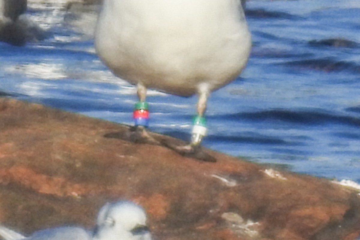 Kara Ayaklı Martı - ML644861110