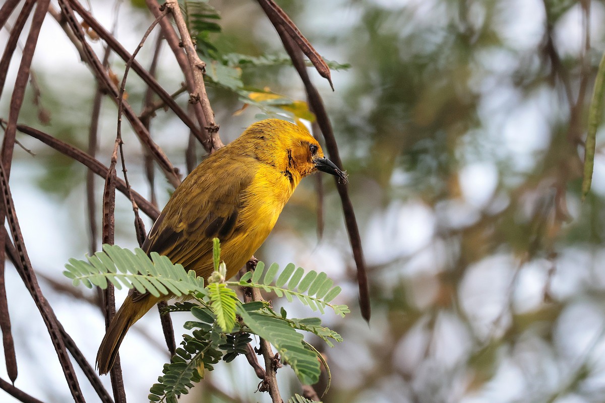 Slender-billed Weaver - ML644861117